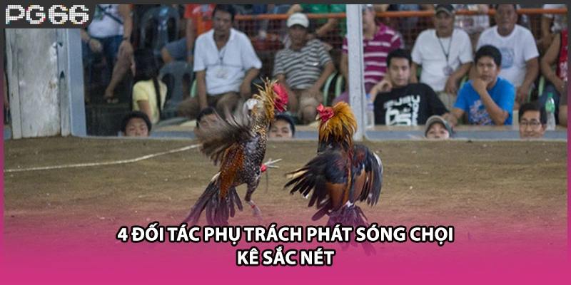4 đối tác phụ trách phát sóng chọi kê sắc nét 4 đối tác phụ trách phát sóng chọi kê sắc nét