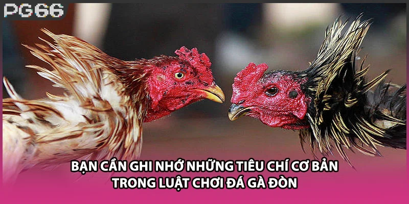 Bạn cần ghi nhớ những tiêu chí cơ bản trong luật chơi đá gà đòn