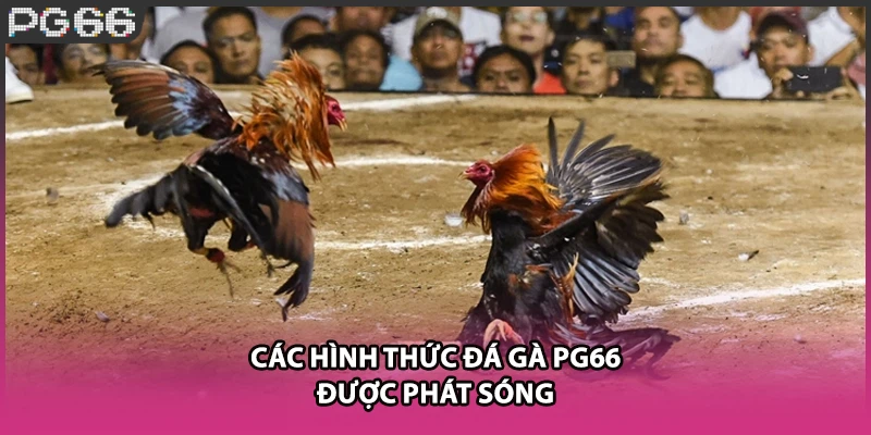Các hình thức đá gà PG66 được phát sóng Các hình thức đá gà PG66 được phát sóng