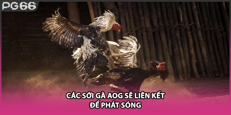 Các sới gà AOG sẽ liên kết để phát sóng Các sới gà AOG sẽ liên kết để phát sóng