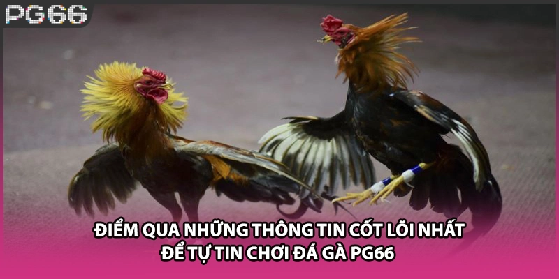 Điểm qua những thông tin cốt lõi nhất để tự tin chơi đá gà PG66