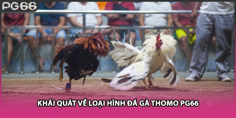 Khái quát về loại hình đá gà Thomo PG66