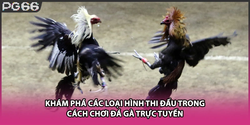 Khám phá&nbsp;các loại hình thi đấu trong cách chơi đá gà trực tuyến