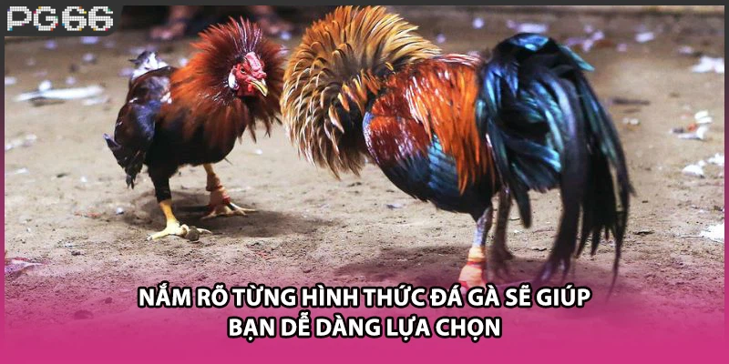 Nắm rõ từng hình thức đá gà sẽ giúp bạn dễ dàng lựa chọn