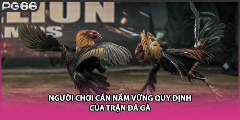 Người chơi cần nắm vững quy định của trận đá gà
