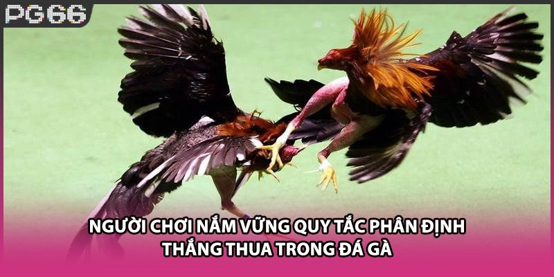 Người chơi nắm vững quy tắc phân định thắng thua trong đá gà