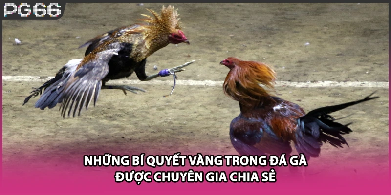 Những bí quyết vàng trong đá gà được chuyên gia chia sẻ