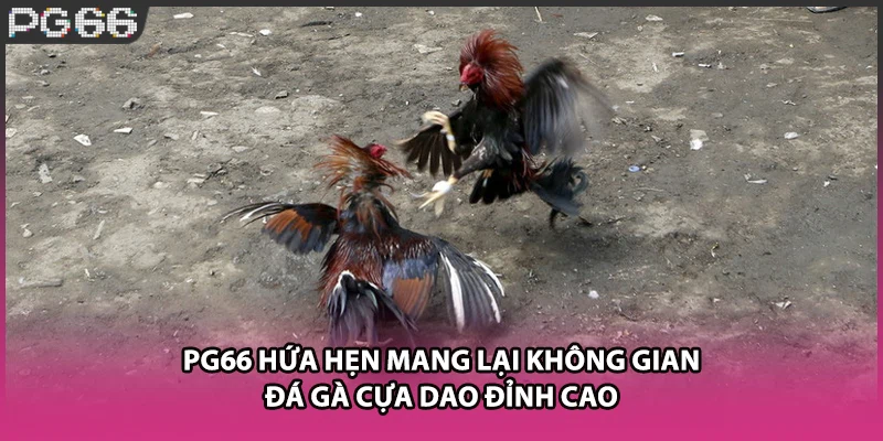 PG66 hứa hẹn mang lại không gian đá gà cựa dao đỉnh cao