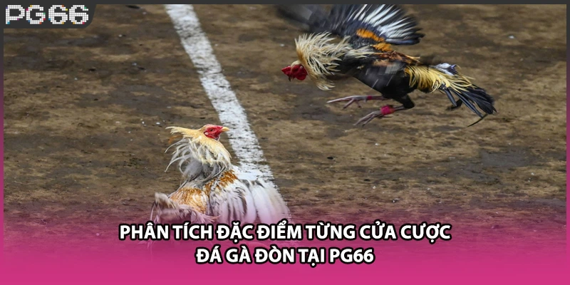 Phân tích đặc điểm từng cửa cược đá gà đòn tại PG66