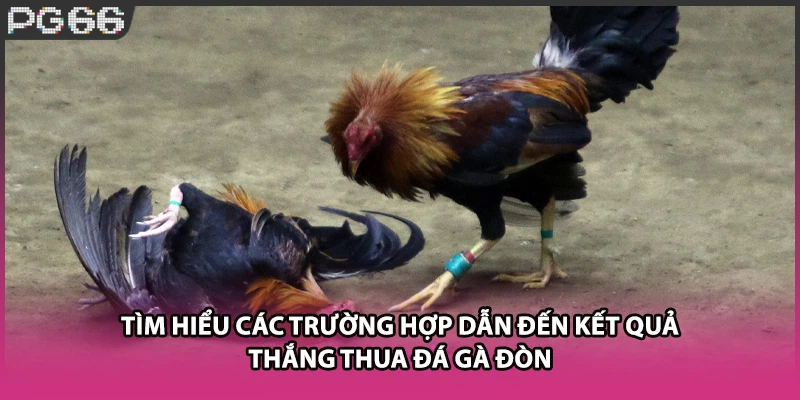 Tìm hiểu các trường hợp dẫn đến kết quả thắng thua đá gà đòn