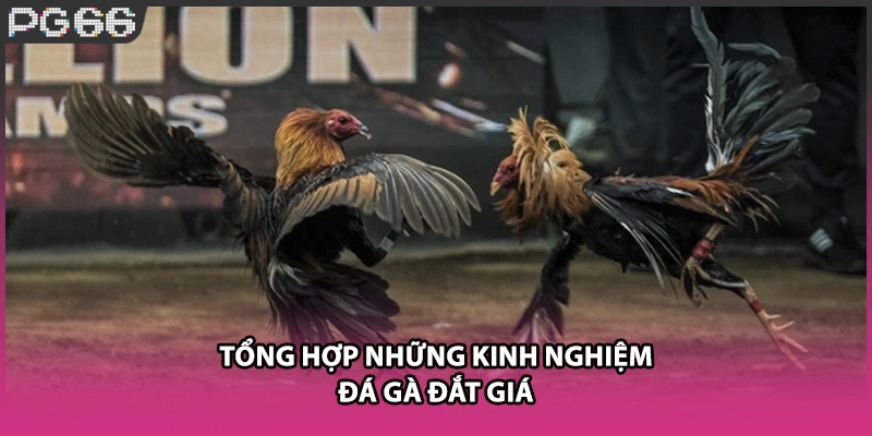 Tổng hợp những kinh nghiệm đá gà đắt giá