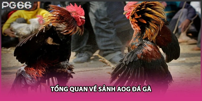 Tổng quan về sảnh AOG đá gà Tổng quan về sảnh AOG đá gà