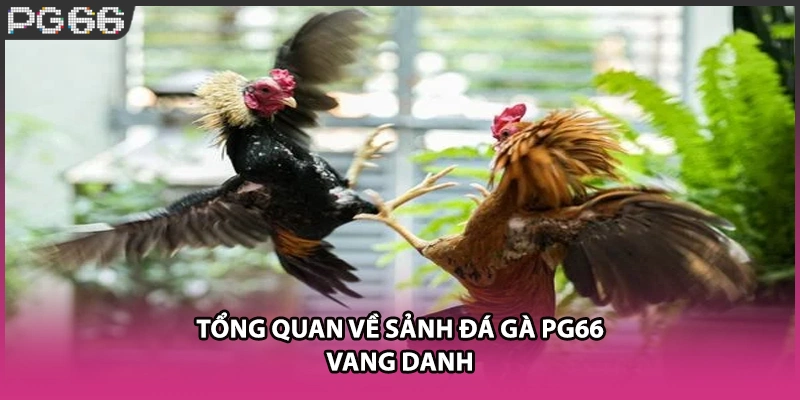 Tổng quan về sảnh đá gà PG66 vang danh Tổng quan về sảnh đá gà PG66 vang danh